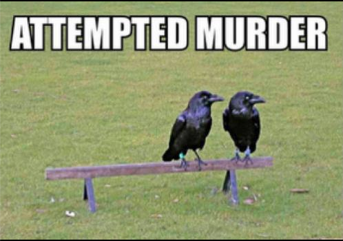 attempted murder: 2 crows